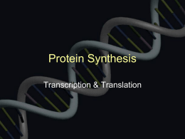 Protein Synthesis - Los Gatos High School