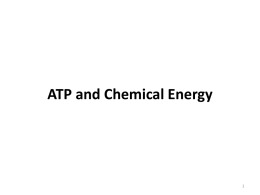 ATP and Chemical Energy
