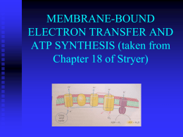 MEMBRANE-BOUND ELECTRON TRANSFER AND ATP …