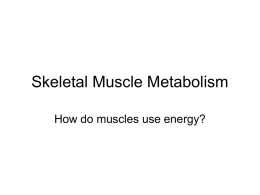 Skeletal Muscle Metabolism