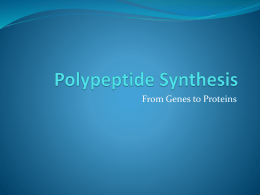 Polypeptide Synthesis - Fairfax Senior High School