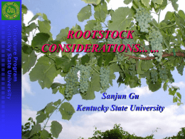 Effects of Rootstock on Grapes (Vitis vinifera L.)---