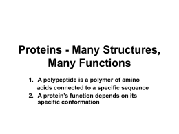 Proteins - Many Structures, Many Functions