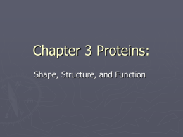 Chapter 3 Proteins: