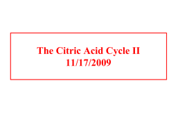 The Citric acid cycle - University of Houston