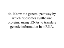 4a. Know the general pathway by which ribosomes synthesize