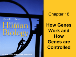 Chapter 17 Molecular Genetics