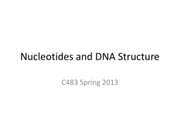 Nucleotides and DNA Structure