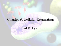 Chapter 7: Cellular Respiration and Fermentation