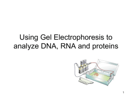 Using Gel Electrophoresis to analyze DNA, RNA and proteins