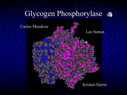 Glycogen Phosphorylase - California State University