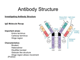 Antibody Structure - University of Texas at Austin