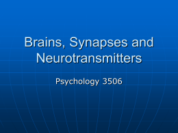 Brains, Synapses and Neurotransmitters