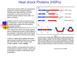 Heat shock Proteins (HSPs) - California State University