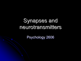 Synapses and neurotransmitters