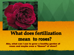 What does fertilization mean to roses?