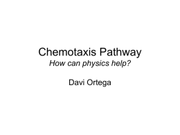 Chemotaxis pahtway How can physics help?
