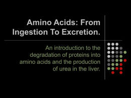 Amino Acids: From Ingestion To Excretion.