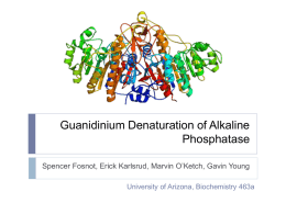 Guanidinium Denaturation of Alkaline Phosphatase