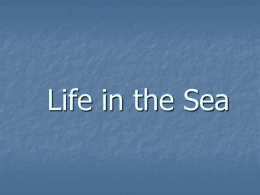 Life in the Sea - Mr. Sanchez, The Marine Biology Science Guy