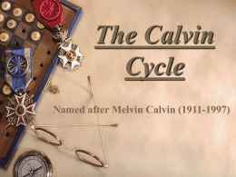 The Calvin Cycle - Downey Unified School District