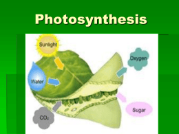 Photosynthesis - Salisbury Composite High School