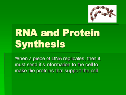 DNA RNA-Protein Synthesis Homework
