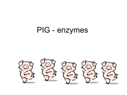 PIG - enzymes