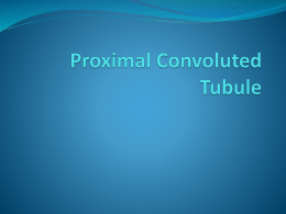Proximal Convoluted Tubule