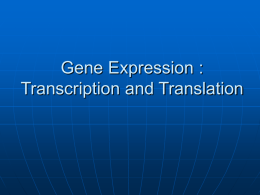 BIO 101: Transcription and Translation