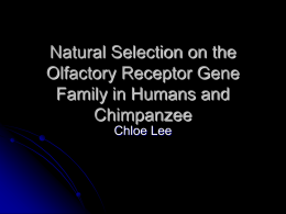 Natural Selection on the Olfactory Receptor Gene Family in