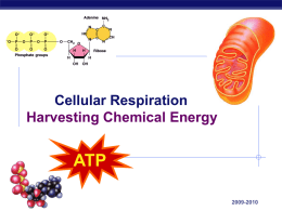 Cellular Respiration Harvesting Chemical Energy