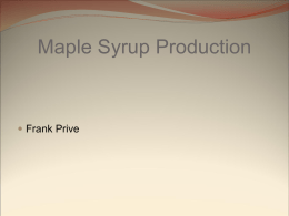 What is the maple syrup - Czech Technical University in Prague