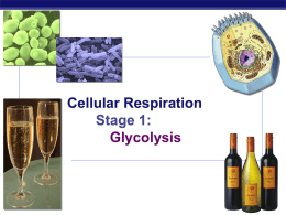 Chapter 9. Cellular Respiration STAGE 1: Glycolysis
