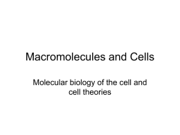 Macromolecules and Cell Structure