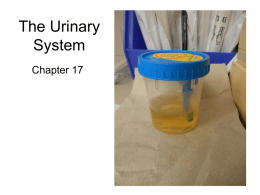 The Urinary System - Willis High School