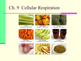 Ch. 9 Cellular Respiration