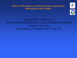 Effects of THz exposure on Human Primary Keratinocyte