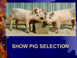 WEBER COUNTY 4-H SHOW PIG SELECTION