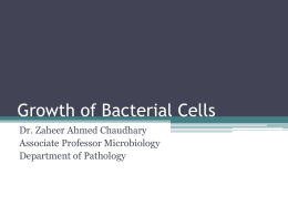 Growth of bacteria cells