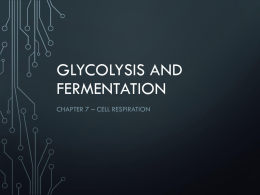 Glycolysis and Fermentation