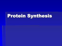 Protein Synthesis - Shenandoah Baptist Church