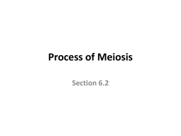 Process of Meiosis
