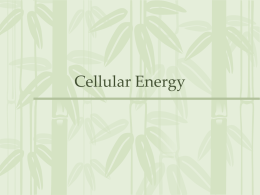 Cellular Energy - Kentucky Department of Education