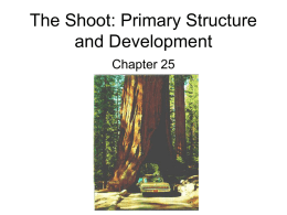 The Shoot: Primary Structure and Development