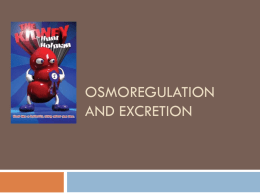 Osmoregulation and Excretion
