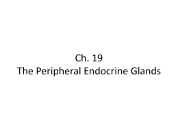 Ch. 19 The Peripheral Endocrine Glands