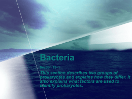 19-1 Bacteria
