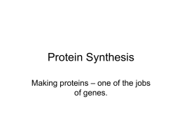 Protein Synthesis - OpotikiCollegeBiology