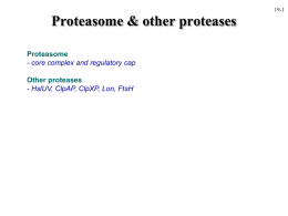 Proteasome & other proteases